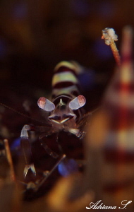 Juvenile Coleman Shrimp by Adriana Simeonova 